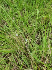 Wahlenbergia gracilis