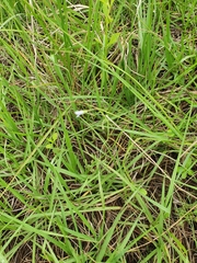 Wahlenbergia gracilis