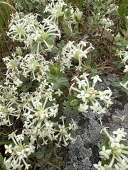 Pimelea humilis