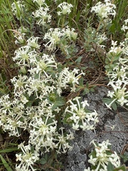 Pimelea humilis