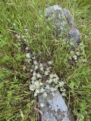 Pimelea humilis