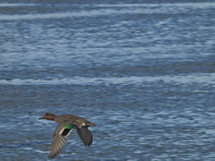 Anas crecca carolinensis