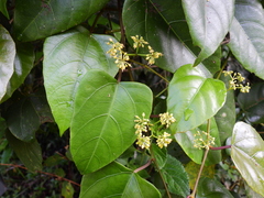 Cissus vinosa
