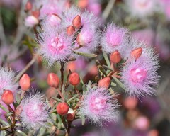 Verticordia monadelpha