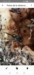 Polybia plebeja