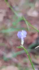 Salvia heterofolia