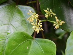 Cissus vinosa