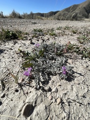 Astragalus utahensis