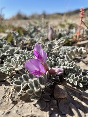Astragalus utahensis