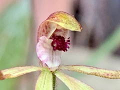 Caladenia transitoria