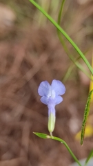 Salvia heterofolia