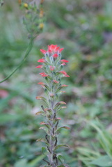 Castilleja arvensis arvensis