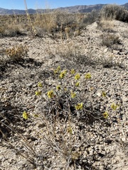Eriogonum brevicaule