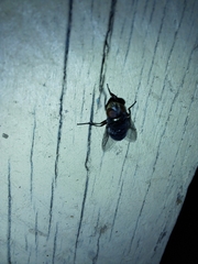 Musca domestica