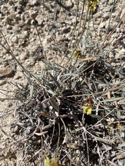Eriogonum brevicaule