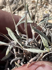 Eriogonum brevicaule