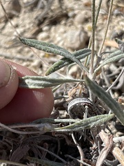 Eriogonum brevicaule