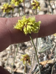 Eriogonum brevicaule