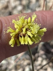 Eriogonum brevicaule