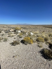 Ericameria nauseosa hololeuca