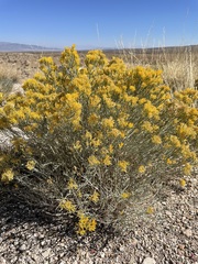 Ericameria nauseosa hololeuca
