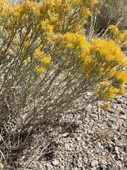 Ericameria nauseosa hololeuca