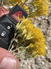 Ericameria nauseosa hololeuca