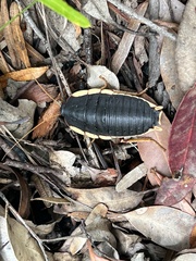 Polyzosteria limbata