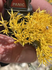 Ericameria nauseosa hololeuca