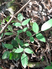 Lonchocarpus rugosus