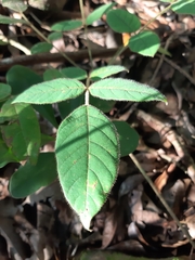 Lonchocarpus rugosus