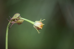 Thelesperma filifolium