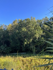 Forestiera segregata