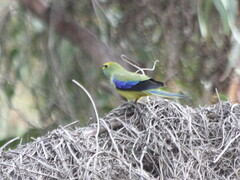 Neophema chrysostoma