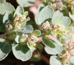 Euphorbia stictospora