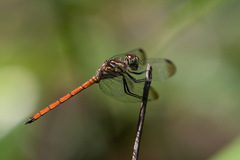 Lathrecista asiatica