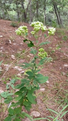 Stevia ovata