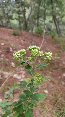 Stevia ovata