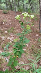 Stevia ovata