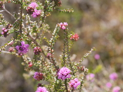 Kunzea recurva