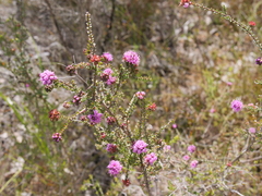 Kunzea recurva