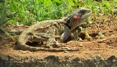 Acanthocercus atricollis