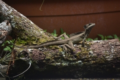 Basiliscus basiliscus