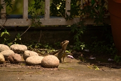 Basiliscus basiliscus