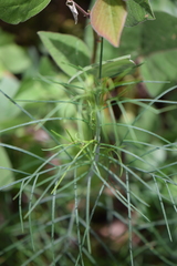 Thelesperma filifolium