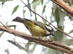 Falcunculus frontatus