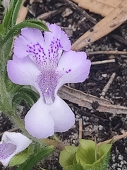 Hemiandra pungens