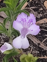 Hemiandra pungens