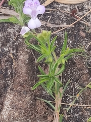 Hemiandra pungens