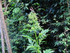 Erechtites valerianifolius